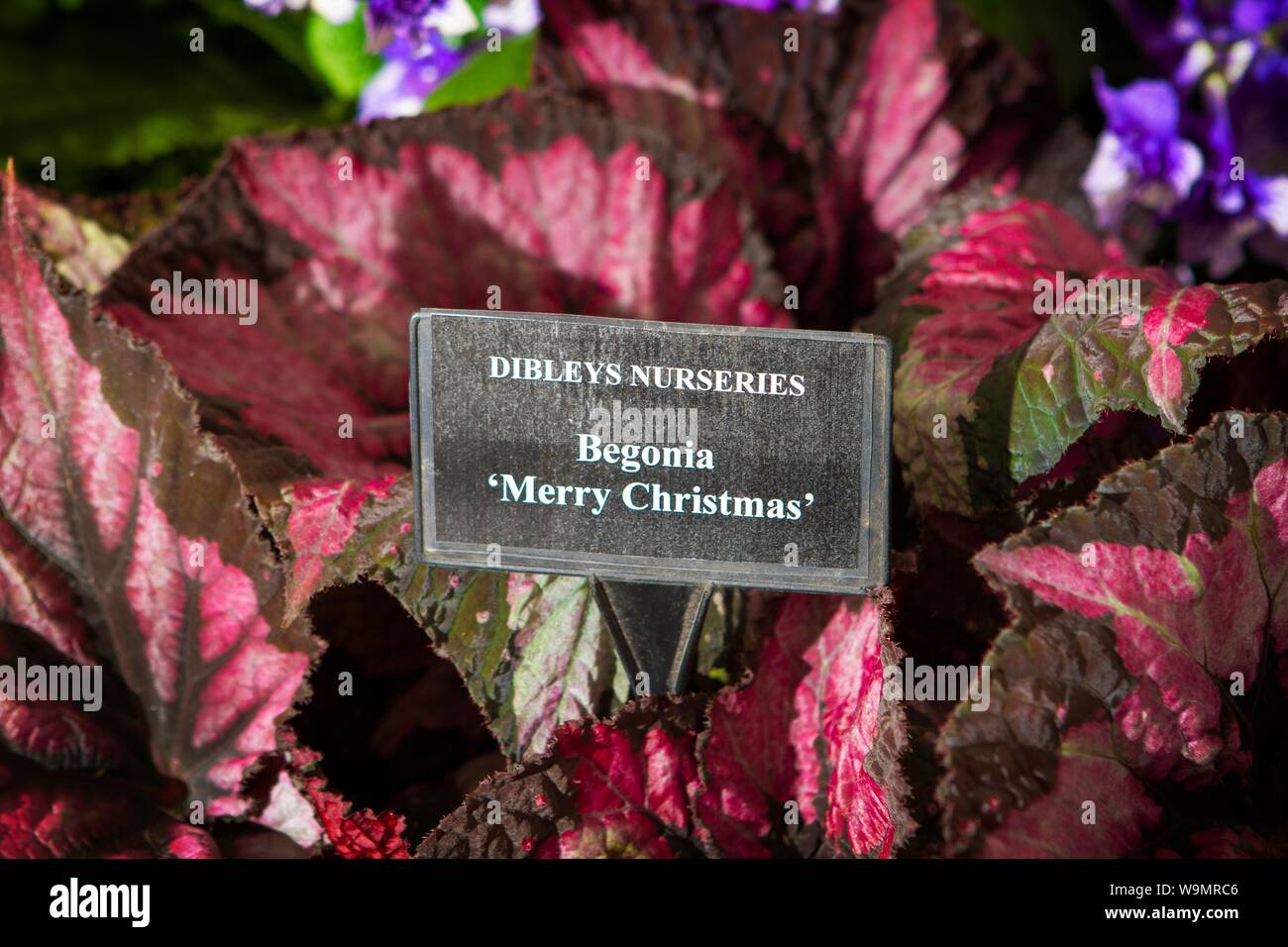 a begonia merry christmas garden gardening plant plants gardens Stock Photo