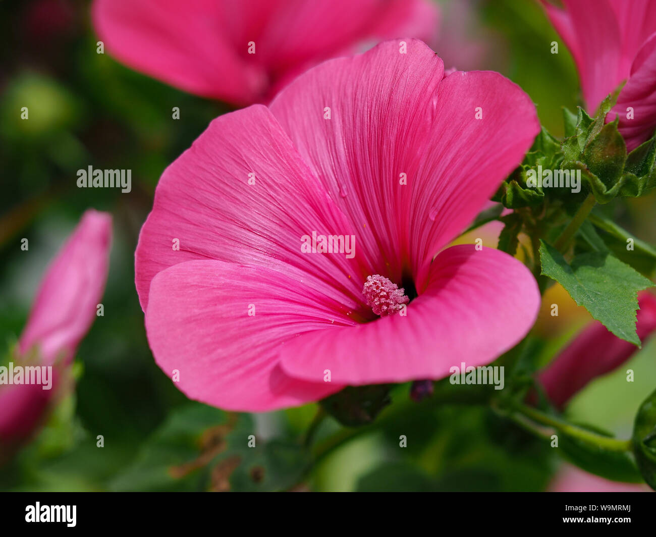 Bright pink Lavatera 'Ruby Regis' flower in a summer garden Stock Photo