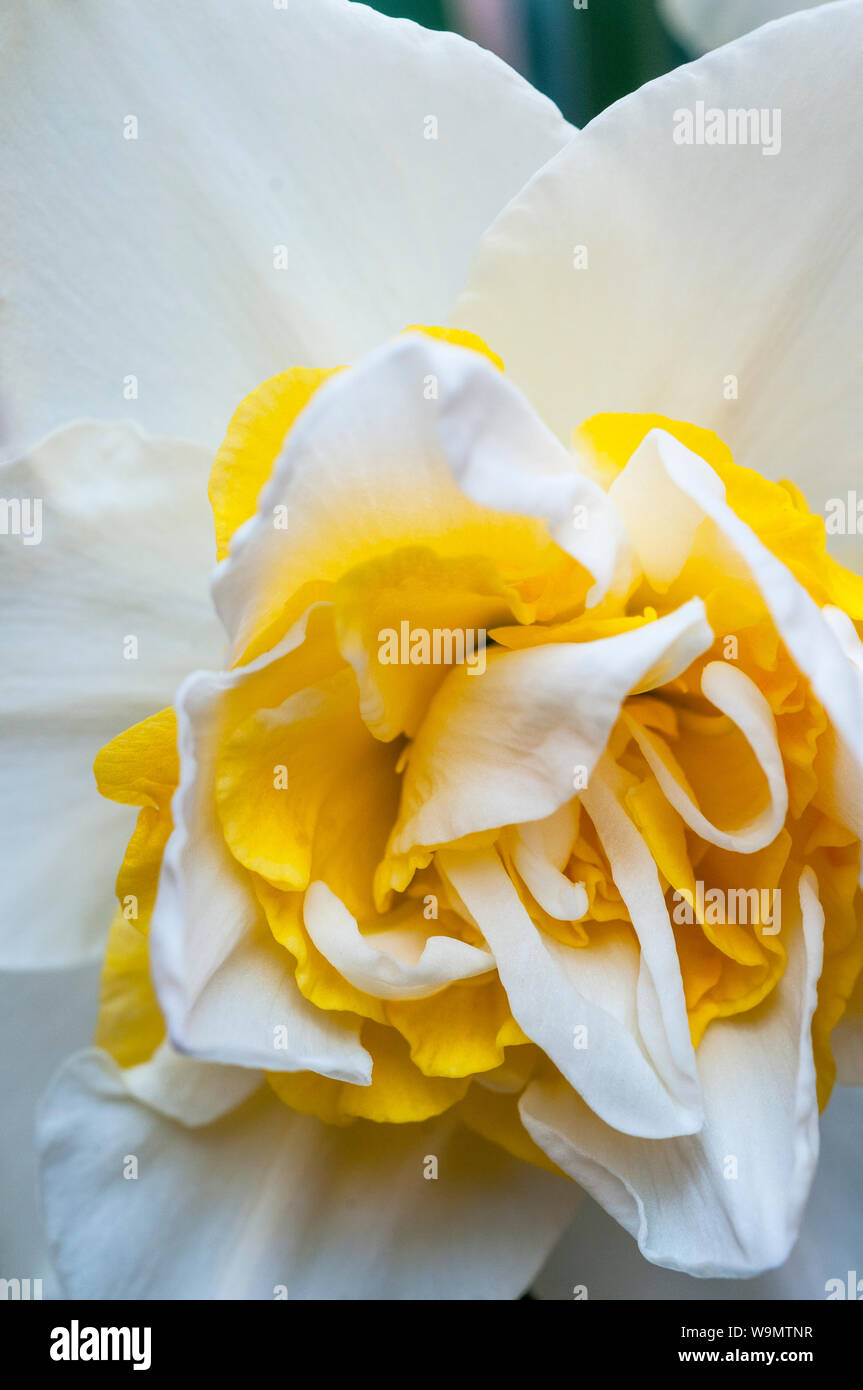 Close up detail of Narcissus Ice King in flower in spring  Narcissus Ice King is a division 4 double daffodil with white and yellow flowers Stock Photo