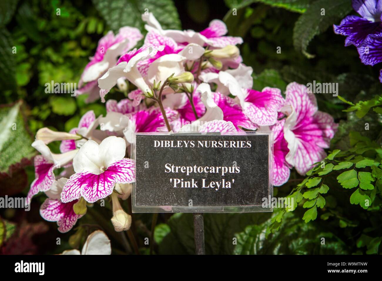 a streptocarpus pink leyla garden gardening plant plants gardens Stock Photo
