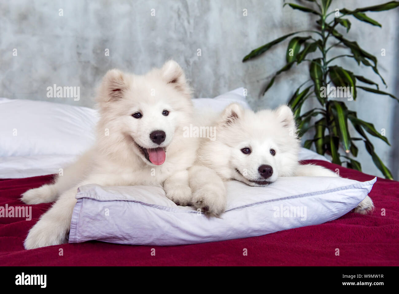 Two samoyed dogs puppies in the red bed on bedroom background Stock ...