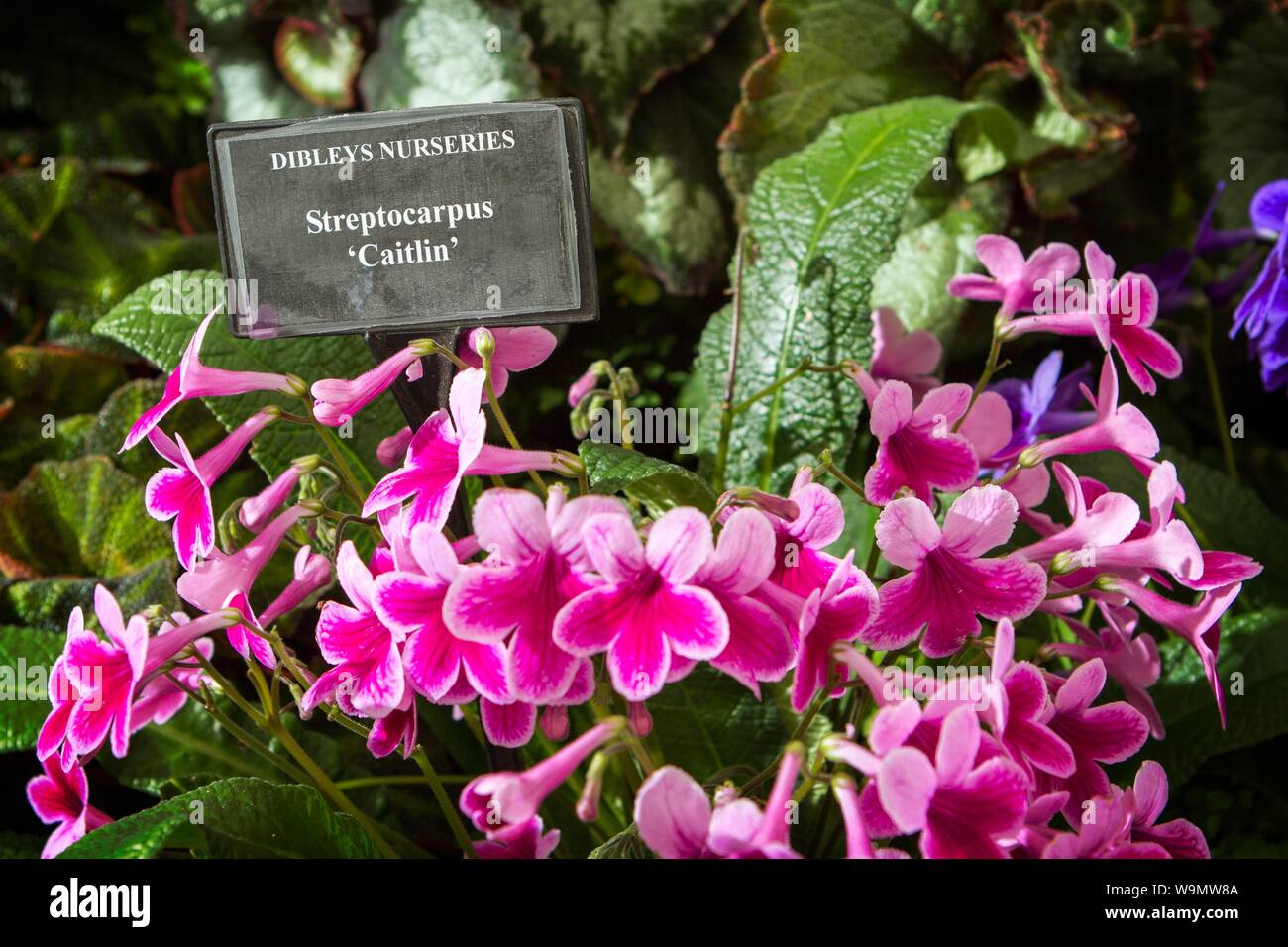 a streptocarpus caitlin garden gardening plant plants gardens Stock Photo
