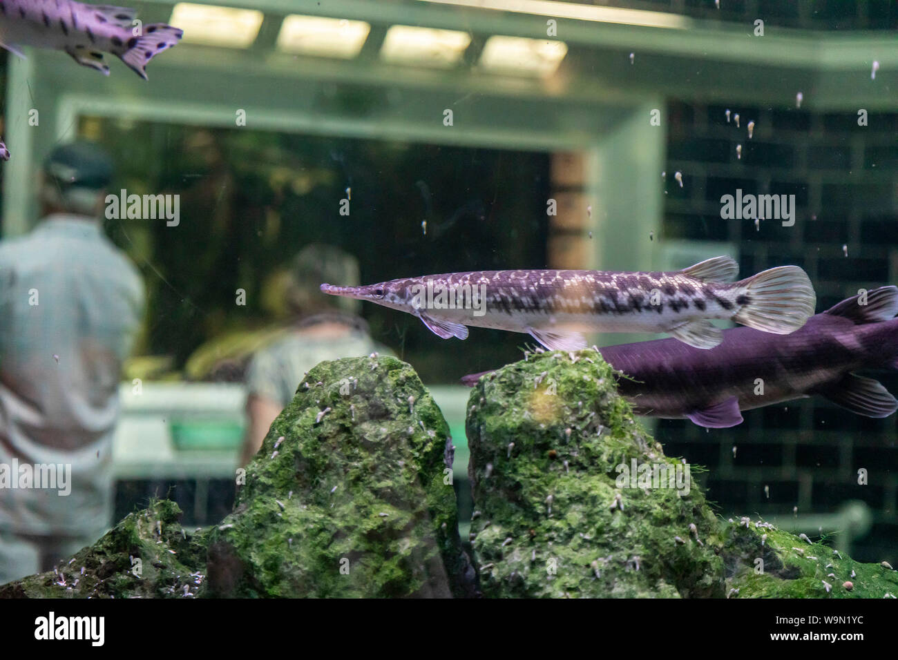 Detroit, Michigan Gar swimming at the Belle Isle Aquarium. Designed