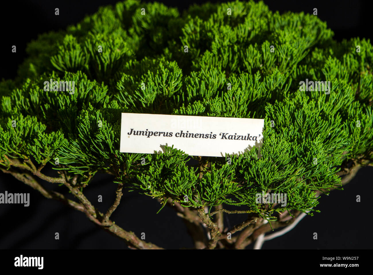 a juniperus chinensis kaizuka bonsai tree miniature oriental japanese garden plant Stock Photo