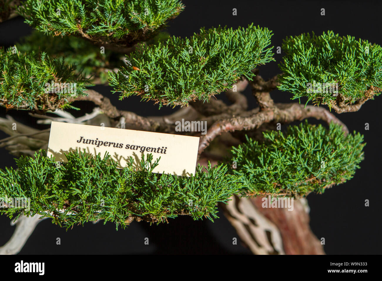 a juniperus sargentii bonsai tree miniature oriental japanese garden plant Stock Photo