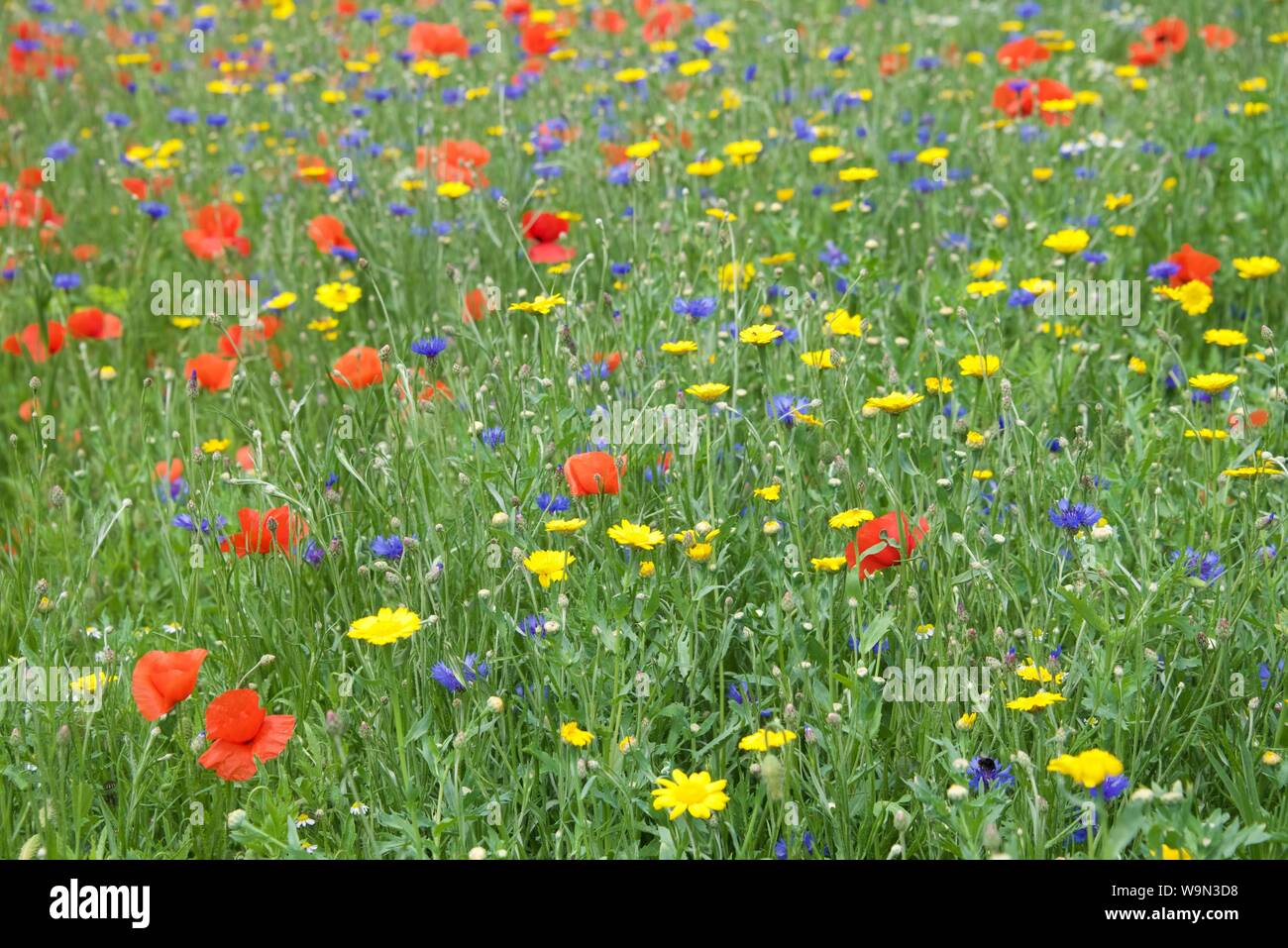 Wild flowers: a blaze of colour from wild flowers Stock Photo