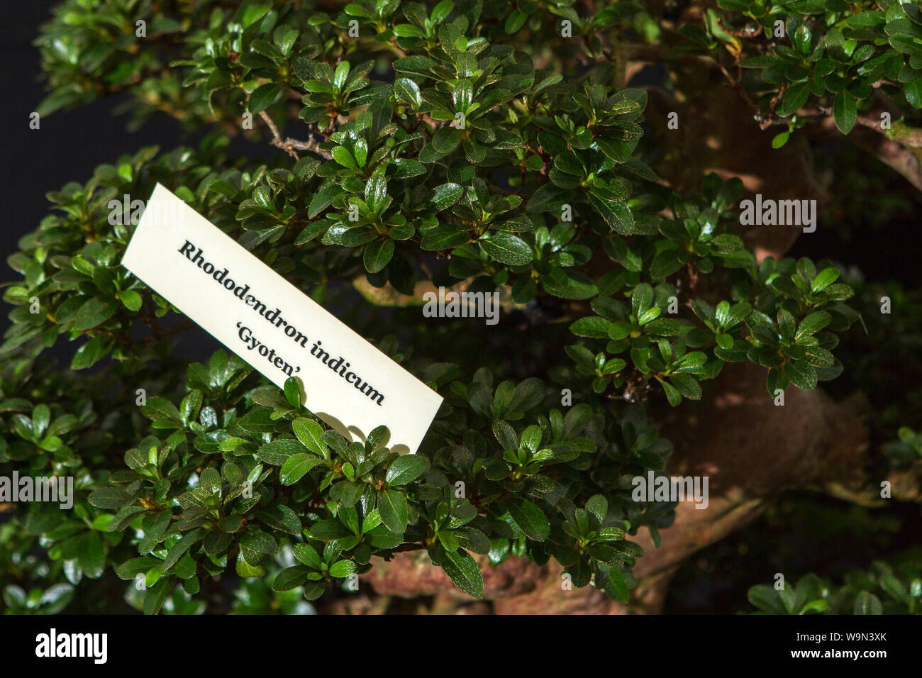 a rhododendron indicum bonsai tree miniature oriental japanese garden plant Stock Photo