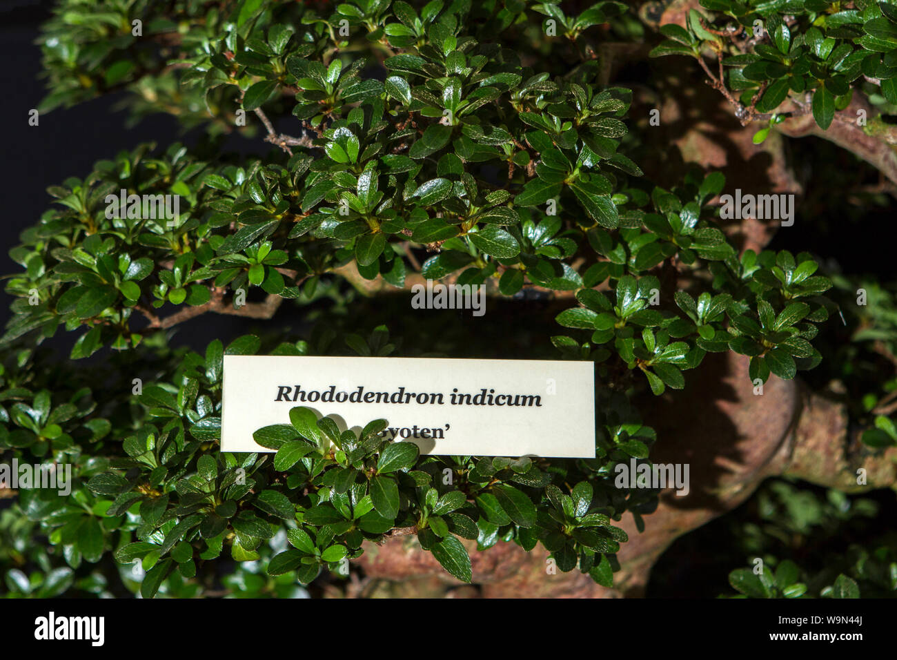 a rhododendron indicum gyoten bonsai tree miniature oriental japanese garden plant Stock Photo