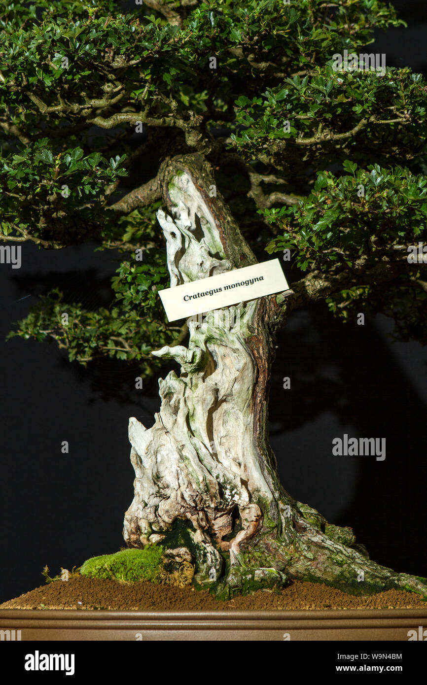 a crataegus monogyna bonsai tree miniature oriental japanese garden plant  Stock Photo - Alamy