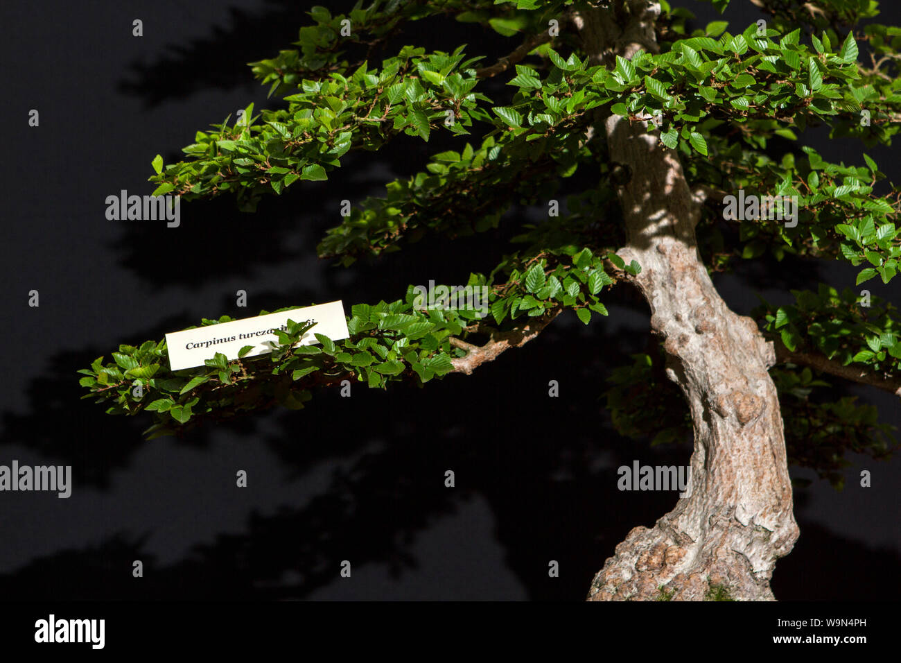 a carpinus bonsai tree miniature oriental japanese garden plant Stock Photo