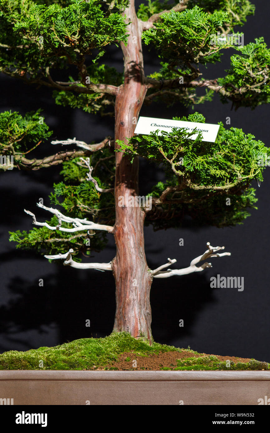a chamaecyparis obtusa bonsai tree miniature oriental japanese garden plant Stock Photo