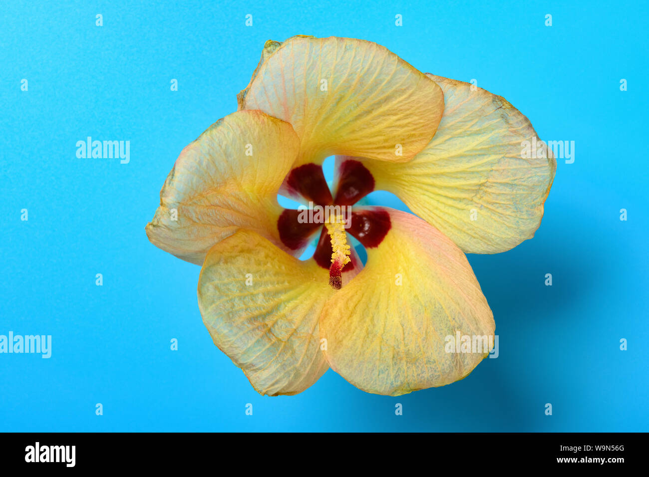 Hibiscus tiliaceus flower on blue background Stock Photo