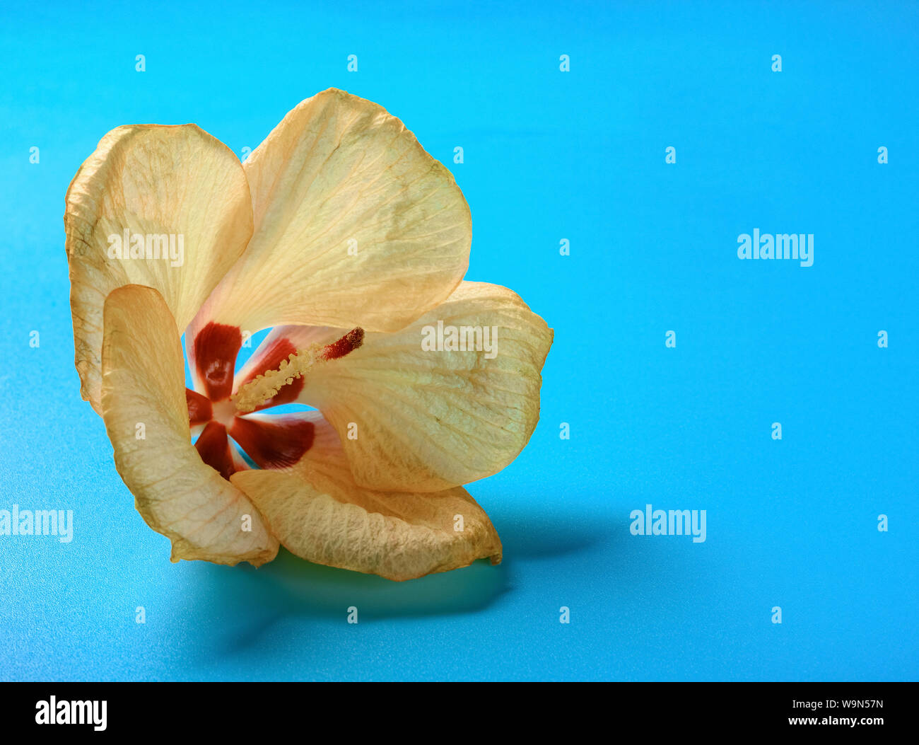 Hibiscus tiliaceus flower on blue background with copy space Stock Photo