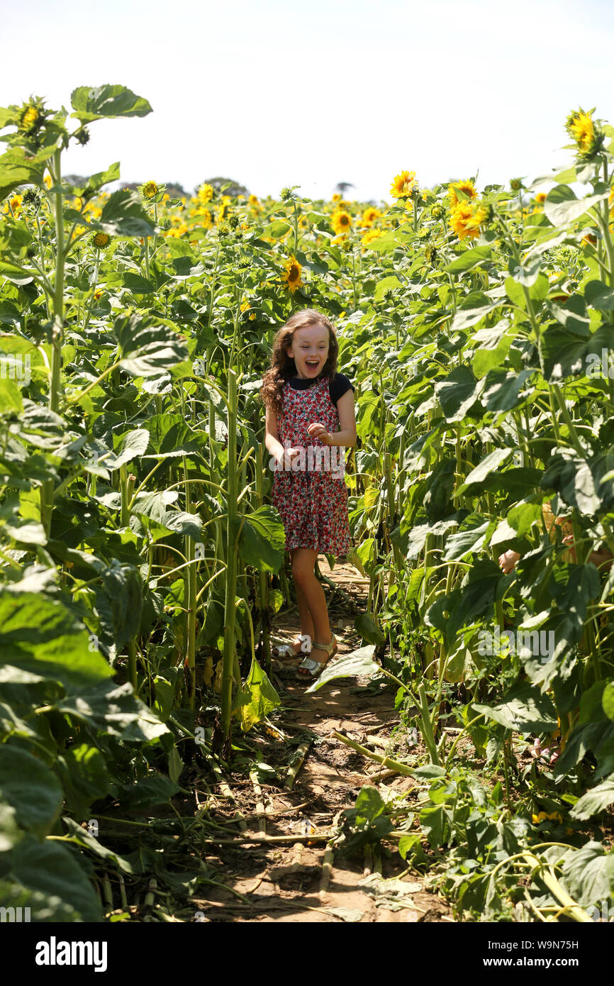 A young family playing in a Sunflower field in Hampshire, UK. Stock Photo