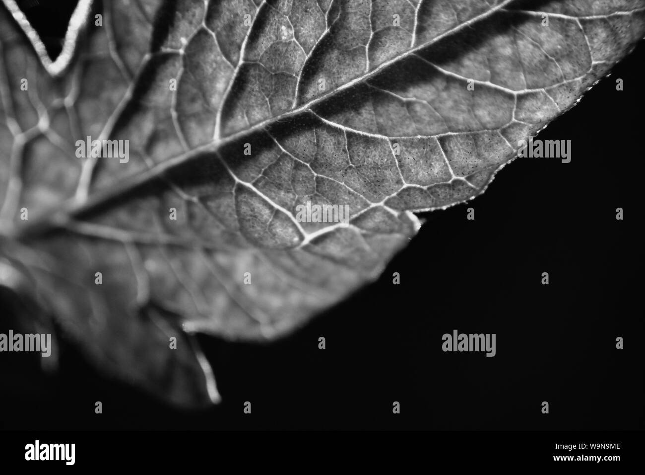 Black and white leaf, macro monochrome background Stock Photo