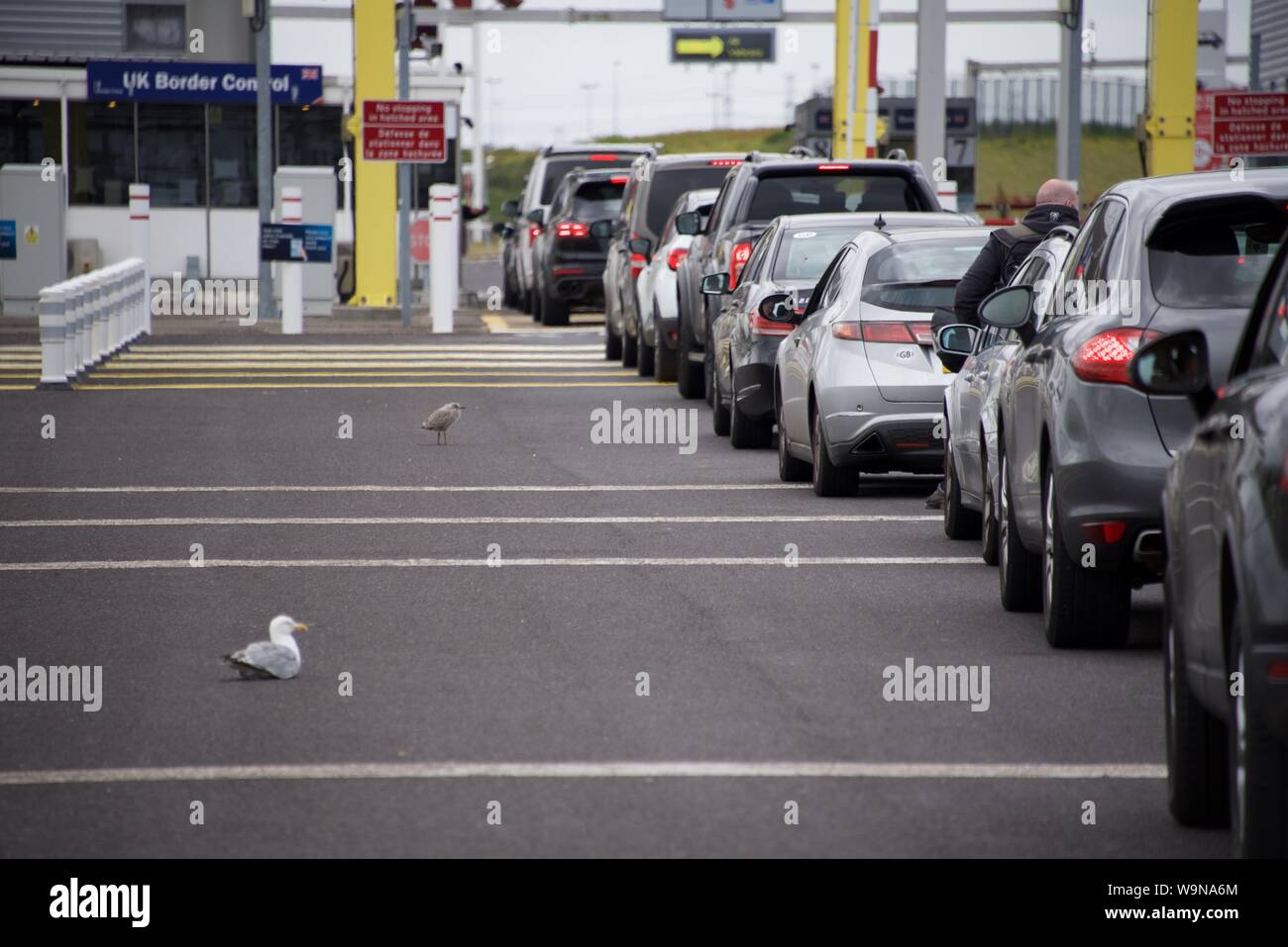 Coquelles, Hauts-de-France/France-July 19 2019: an adult Herring Gull showing its off-spring how to 'work' the line of cars for food at Eurotunnel Stock Photo