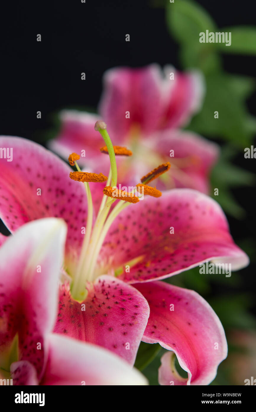 Stargazer Oriental Lily , Stargazer lily , Lilium Stargazer, Lilium
