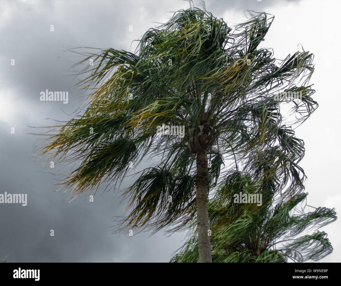 Palm trees blowing in the winds of a thunder storm. Stock Photo