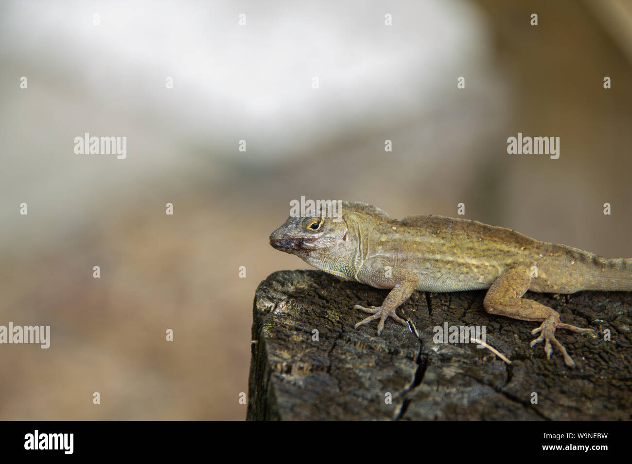 Male anole lizard hanging out on a wooden post with an injured mouth Stock Photo