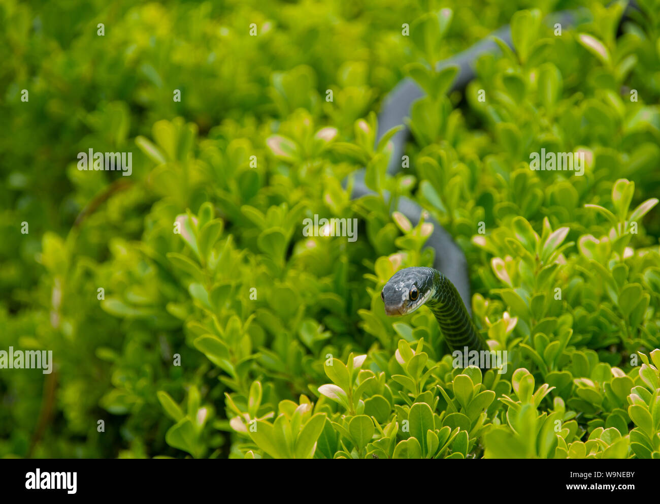 A black racer snake is a common garden snake in Florida. It is hanging out in a bush. Stock Photo