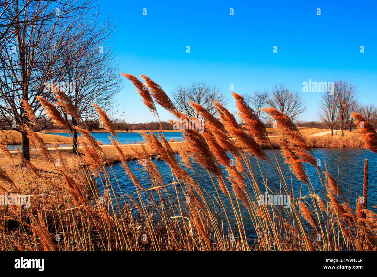 Golden tall grass hi-res stock photography and images - Alamy