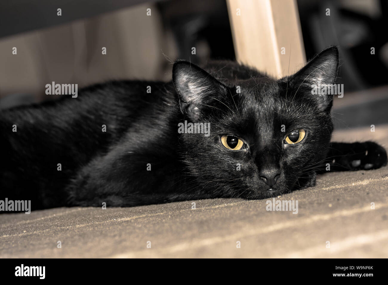 Black Cat With A Beautiful Black Eyes Laying Head On The Floor Stock Photo