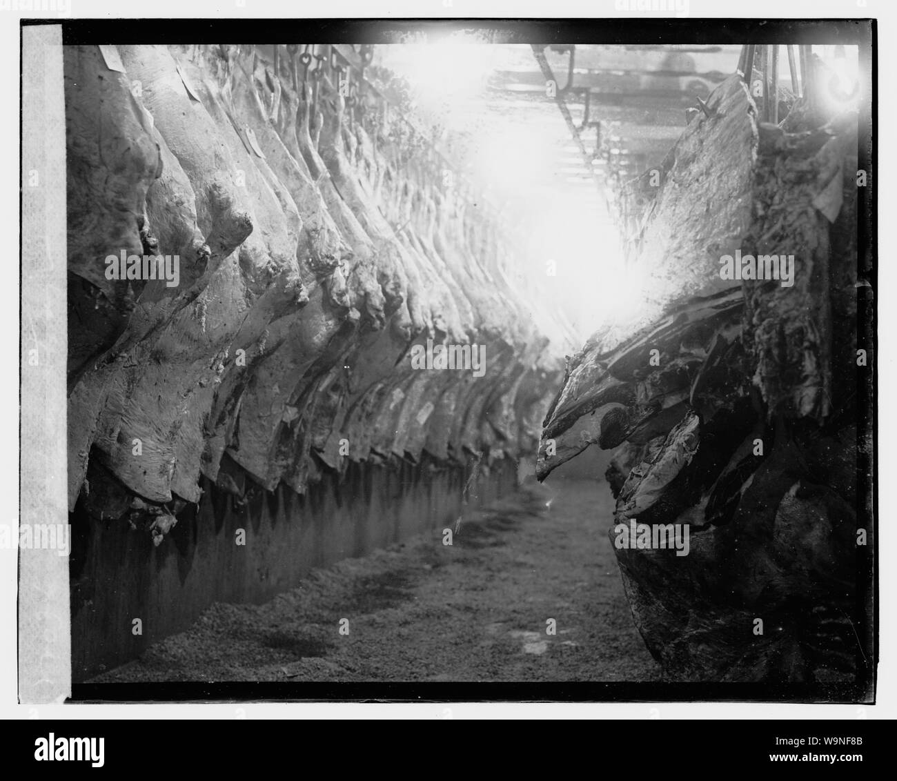 Beef in storage Stock Photo Alamy