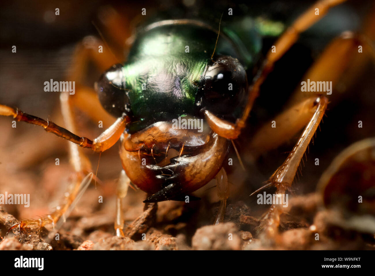 Beetle head close-up showing the insect mandibles Stock Photo