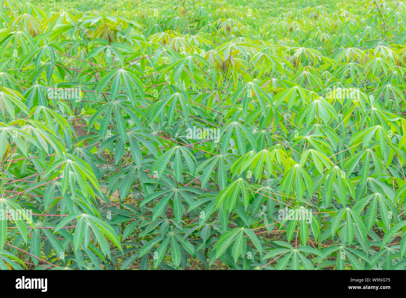 Tapioca Texture Tapioca leaves hi-res stock photography and images - Alamy