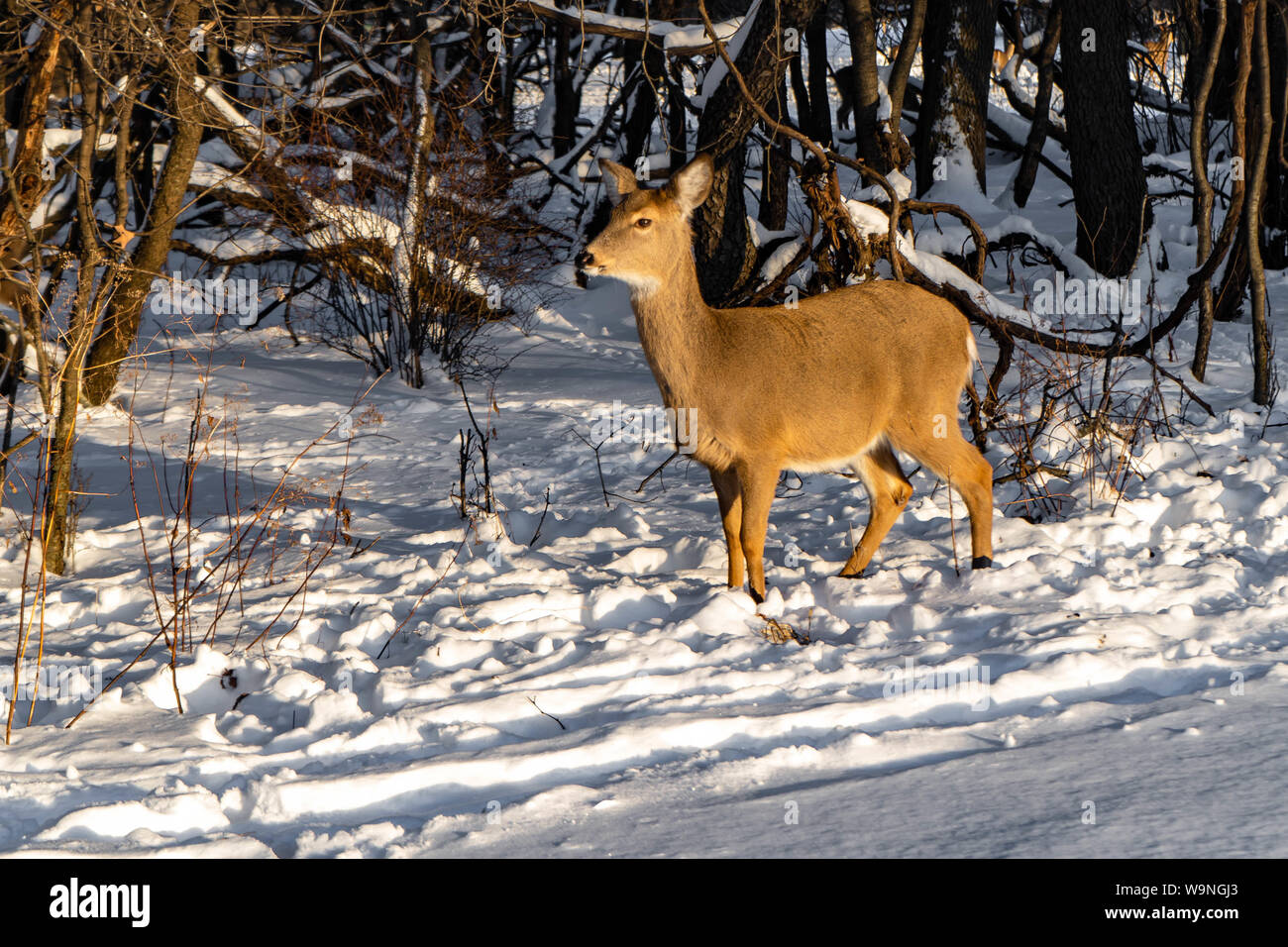 Cute young fluffy deer walks in the snowy forest Schiller Park IL Stock