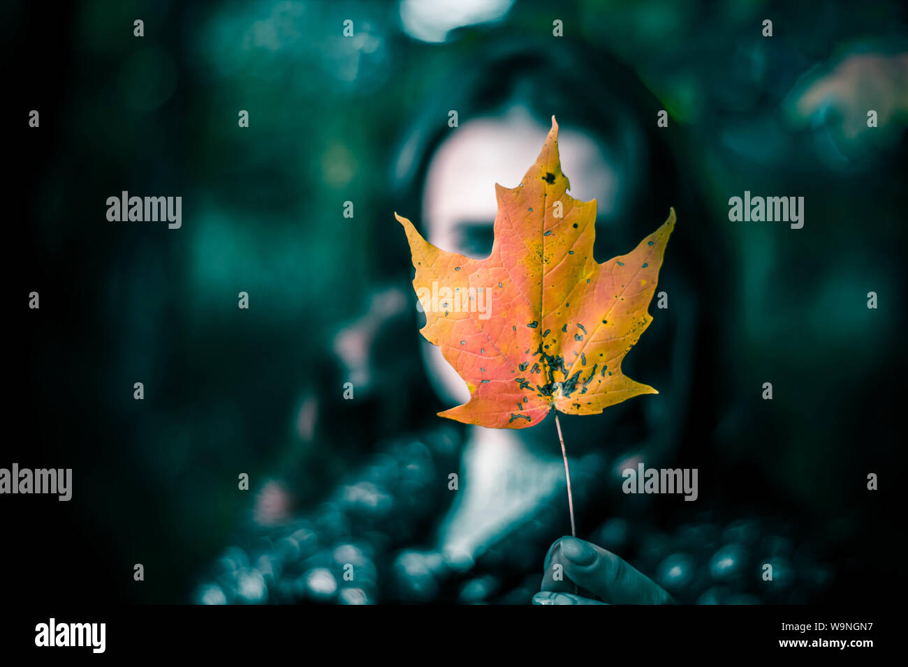 Blured girl holding a single orange fall leaf in front of her face ...