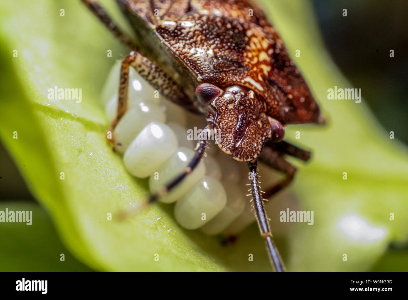 Shield bug protecting it's eggs showing parental care, considered a garden pest, insect on a leaf from a tropical garden in Brazil Stock Photo