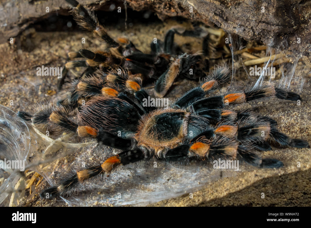 Tarantula (exotic pet) during moult process (ecydsis), arachnid close-up Stock Photo