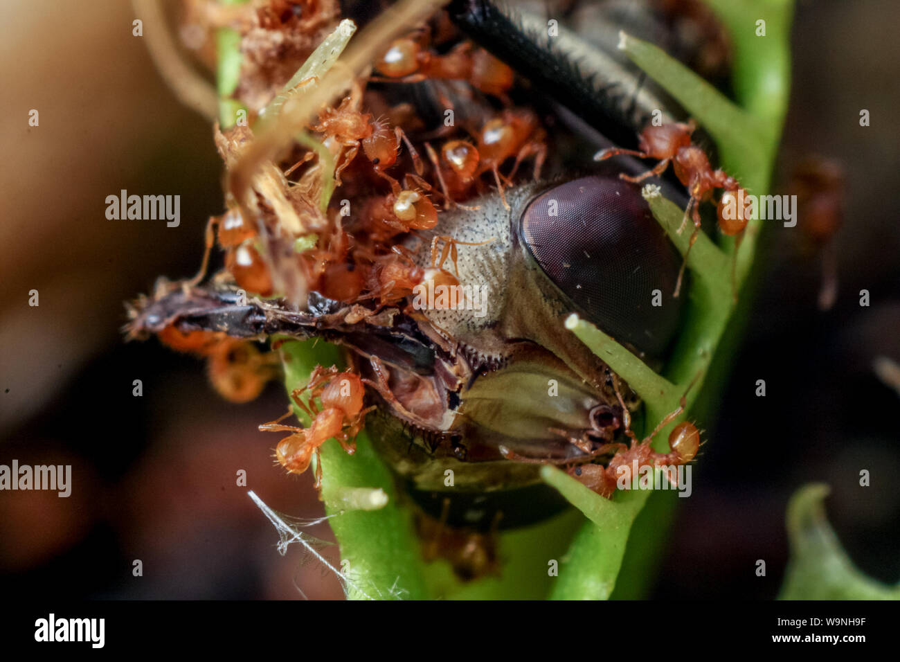 Insect trapped on a venus flytrap (Dionaea muscipula) Stock Photo