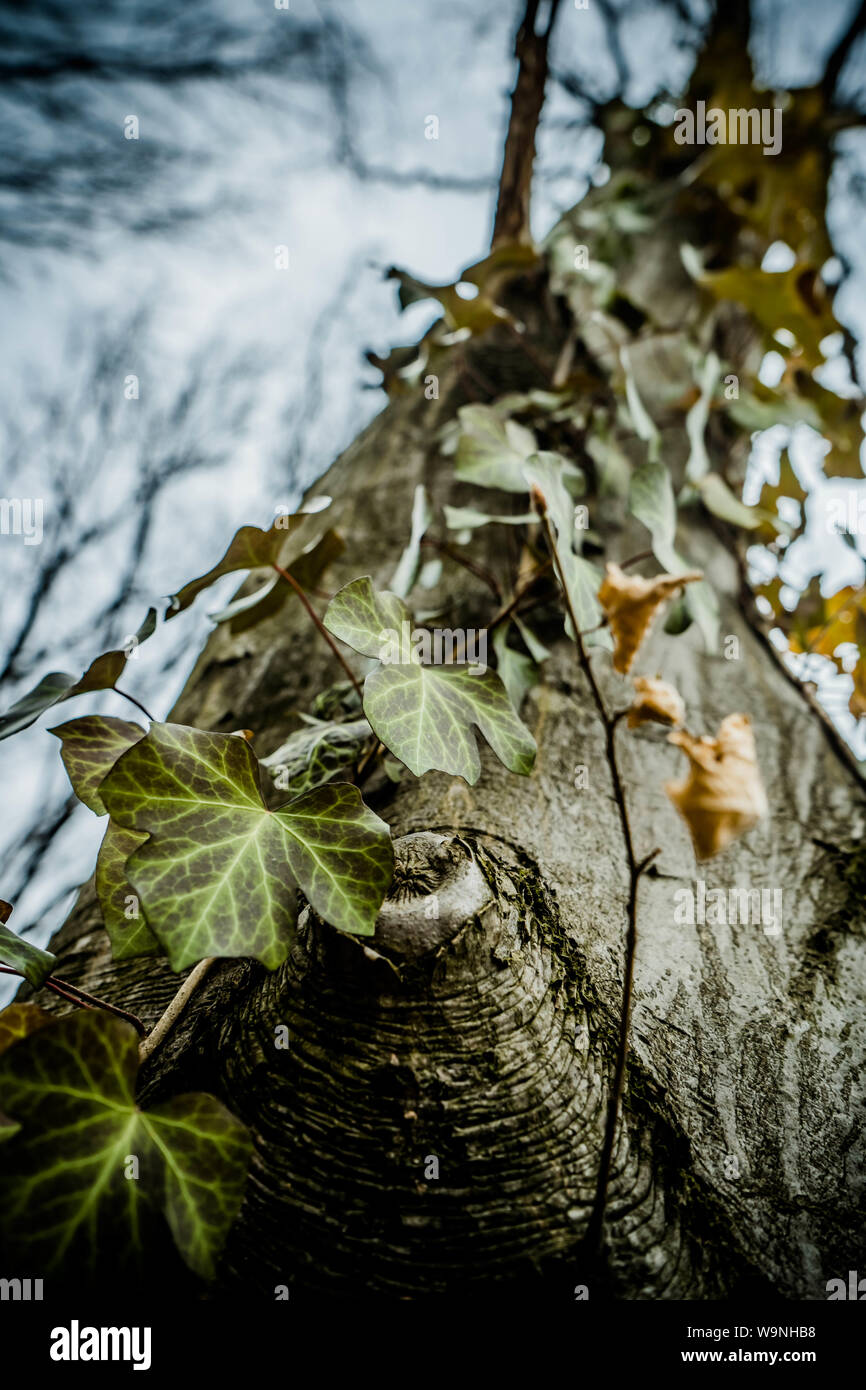 Close up art picture of common ivy climbing up on the old majesty hornbeam tree in wild forest Stock Photo