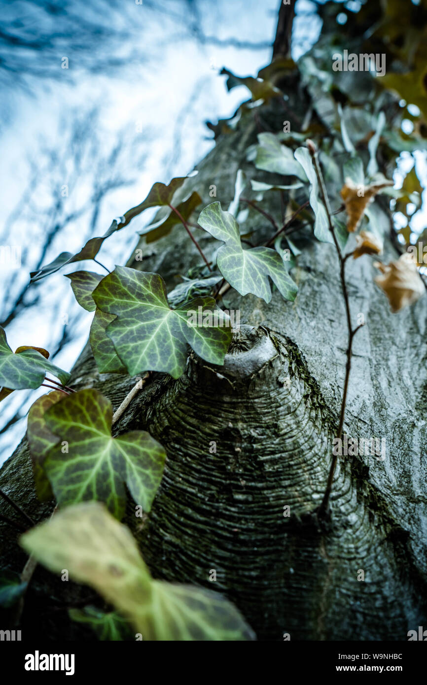 Close up art picture of common ivy climbing up on the old majesty hornbeam tree in wild forest Stock Photo