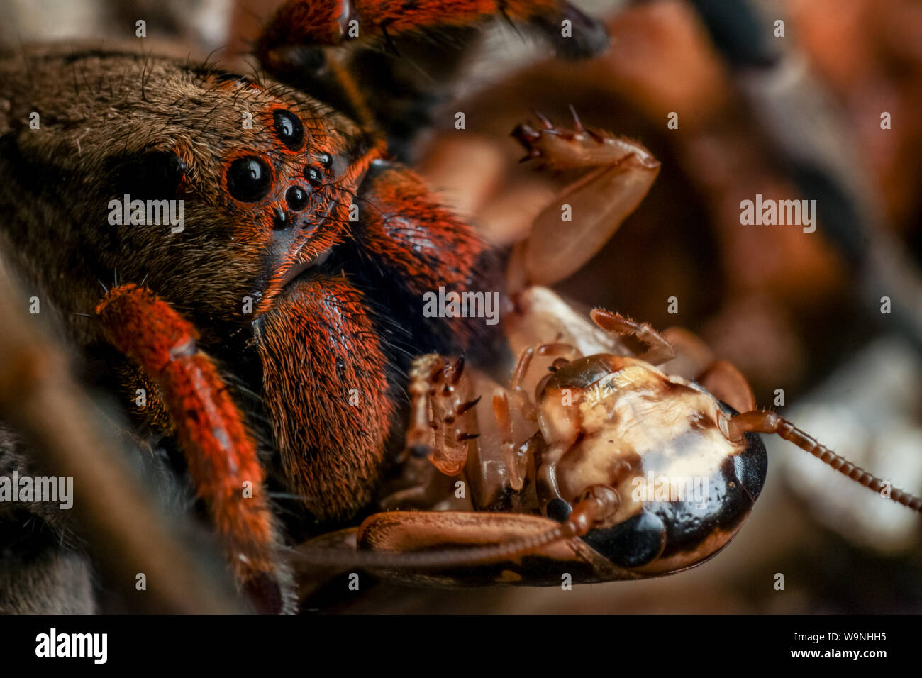 Close-up of a wolf spider (Lycosidae, Lycosa erythrognatha) common in gardens, eating a cockroach considered a pest Stock Photo