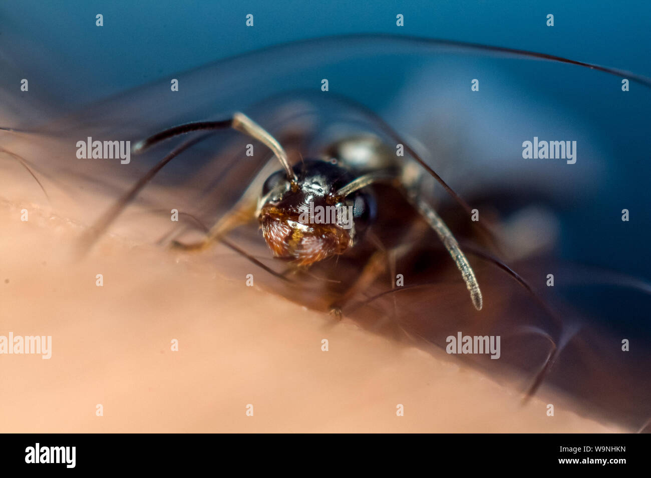 Frontal portrait of an alate black ant, insect on a human finger, found in a tropical garden in Brazil Stock Photo