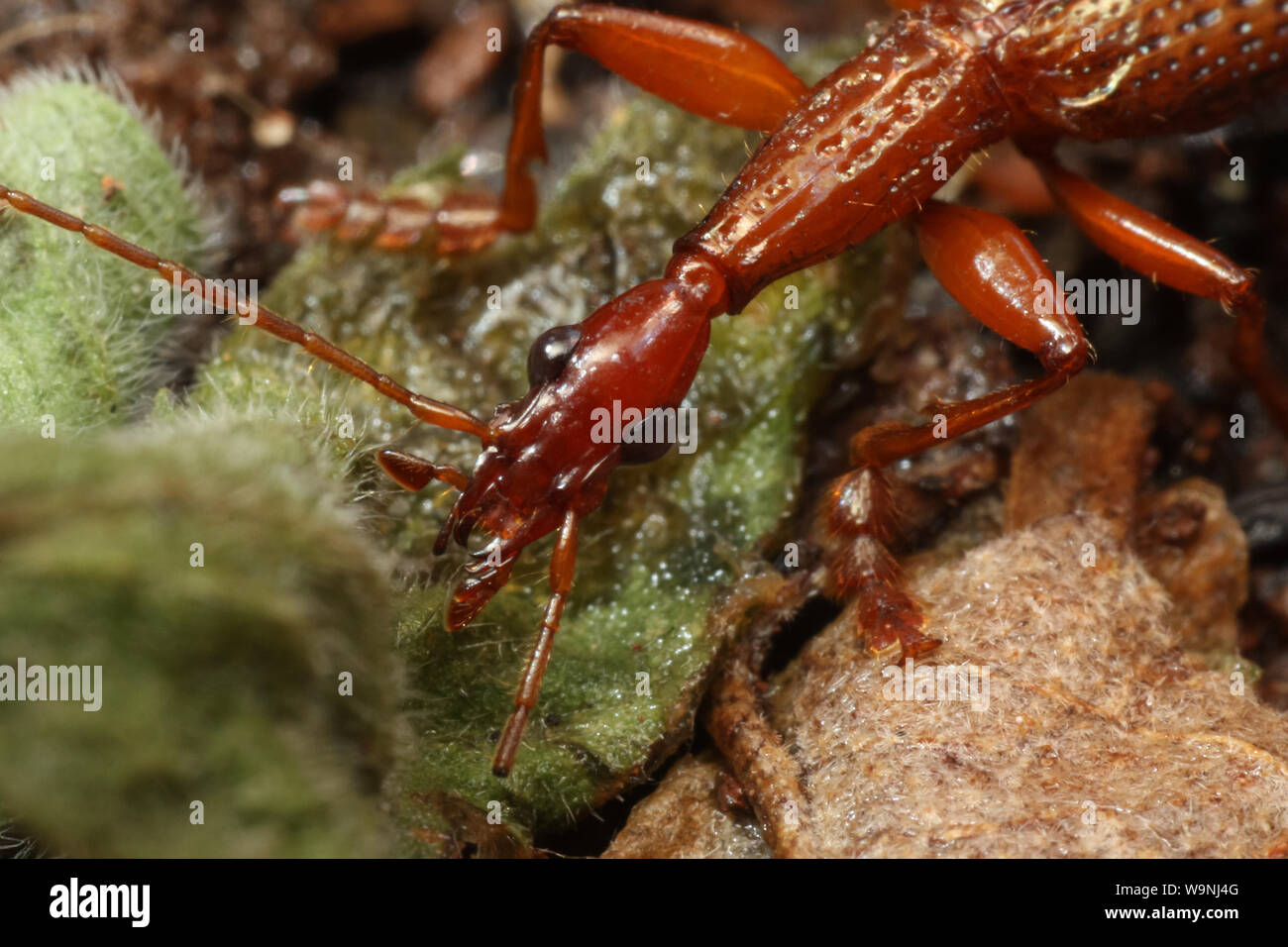 Insect close-up, macro of a red carabidae beetle (Agra) Stock Photo