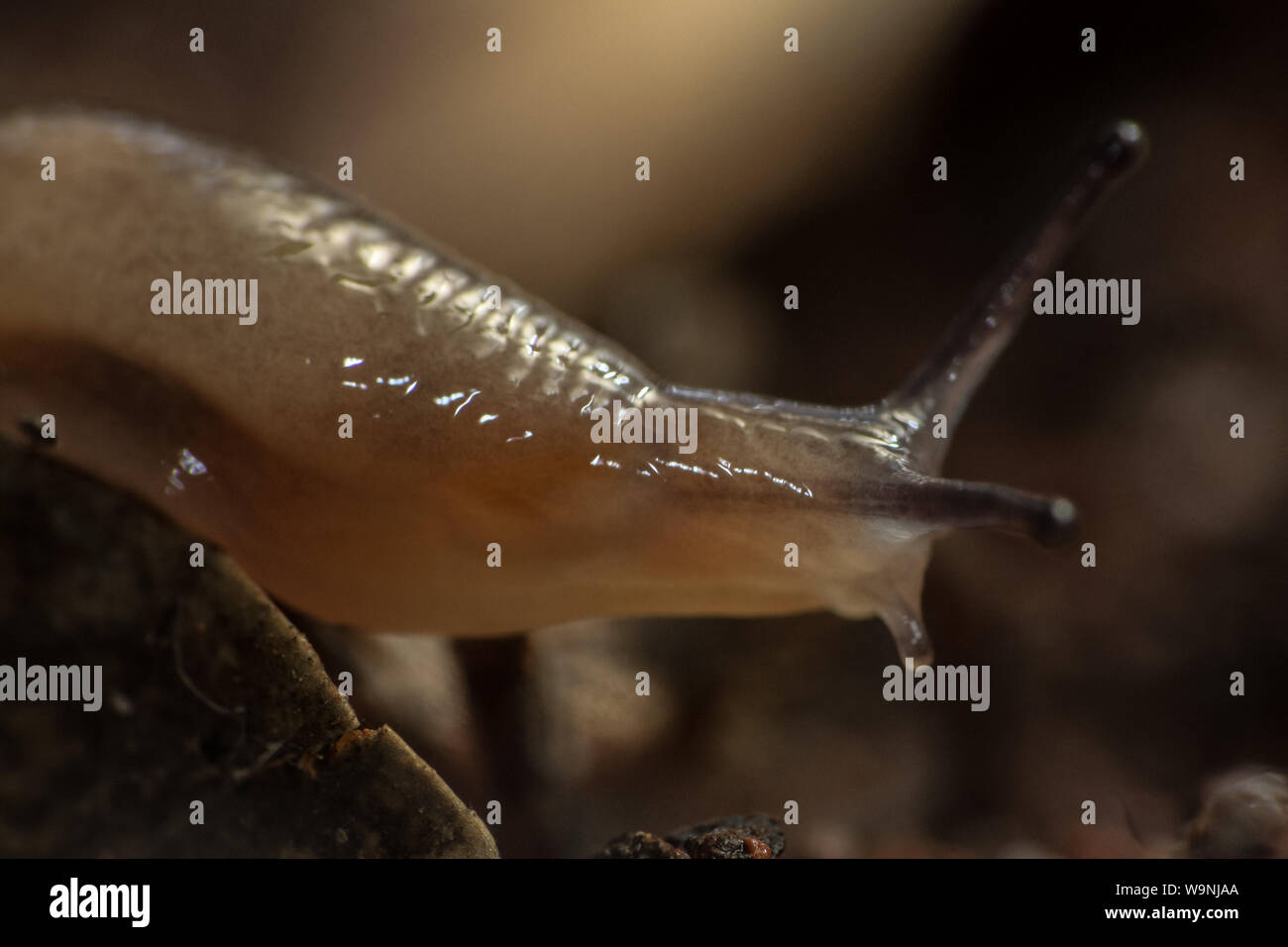Extreme close-up of a slug with details on the mollusk eyes Stock Photo