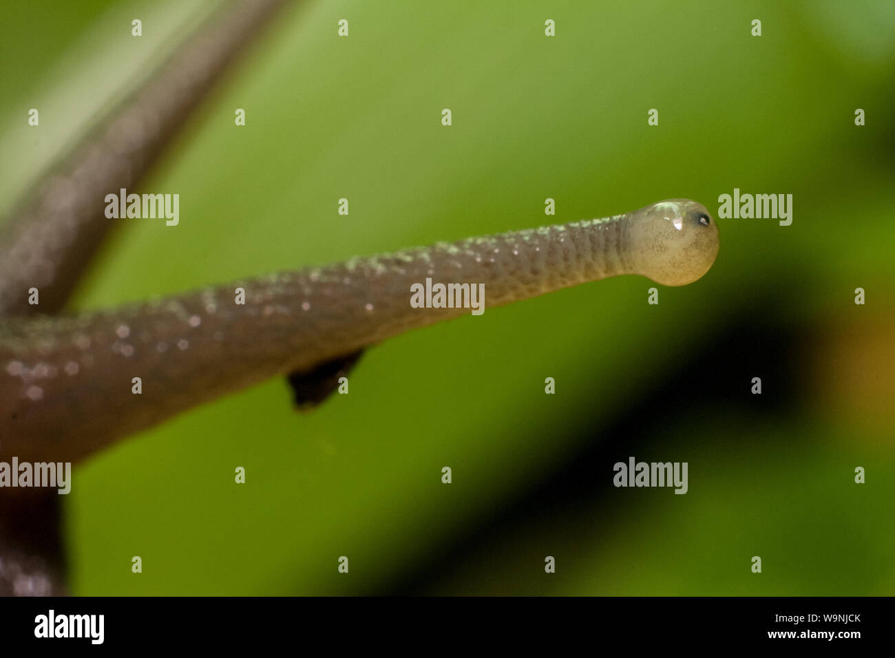 Extreme close-up of a slug with details on the mollusk eyes Stock Photo