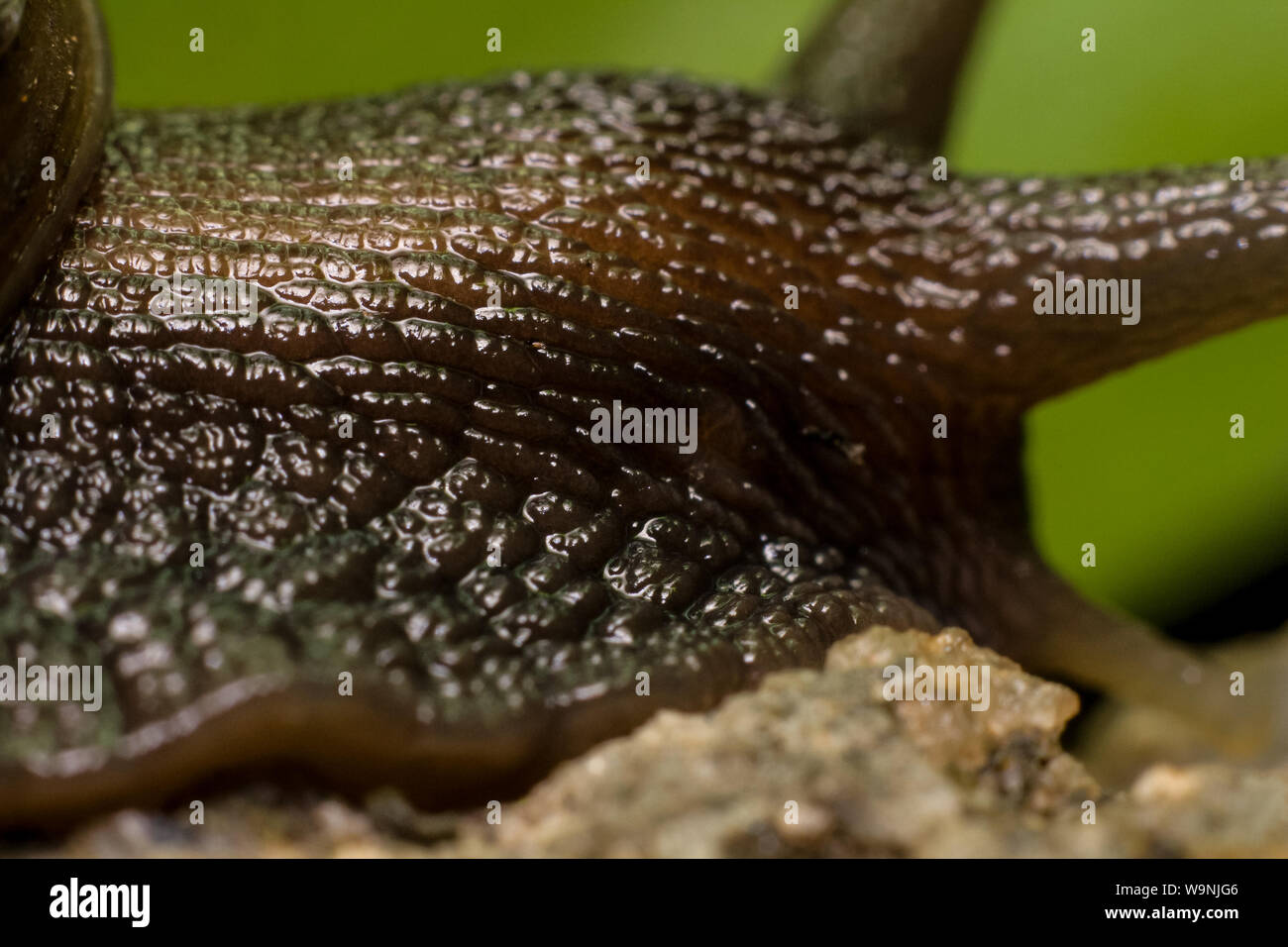 Texture of a snail skin, extreme invertebrate macro Stock Photo