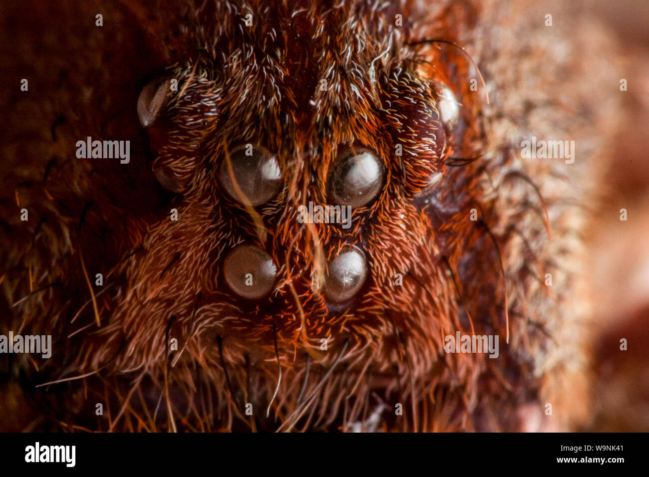 Brazilian wandering spider (Phoneutria) eyes on an empty exoskeleton (arachnid exuvia) Stock Photo