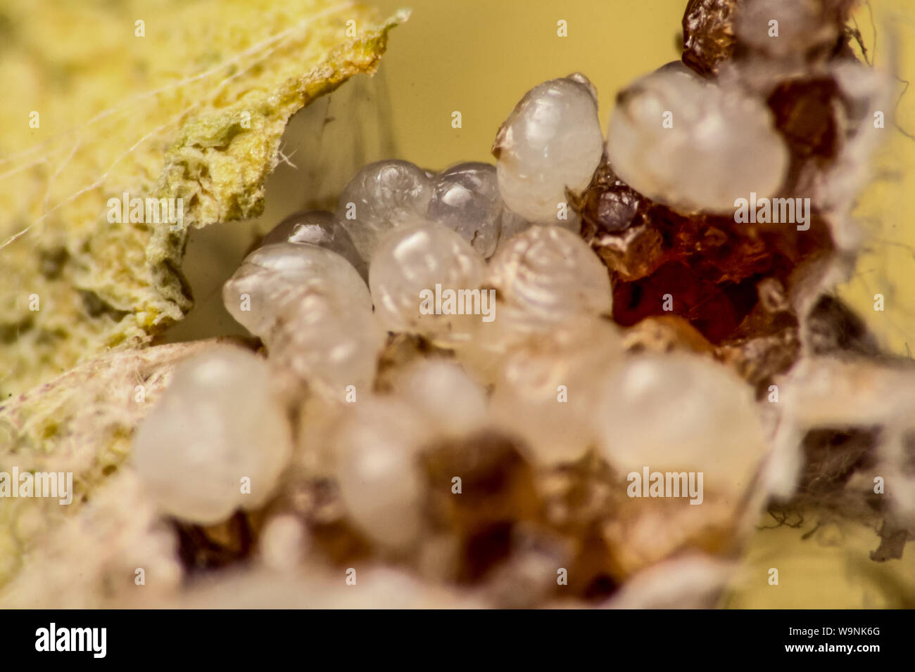 Spider eggs showing the cute tarantulas in development Stock Photo