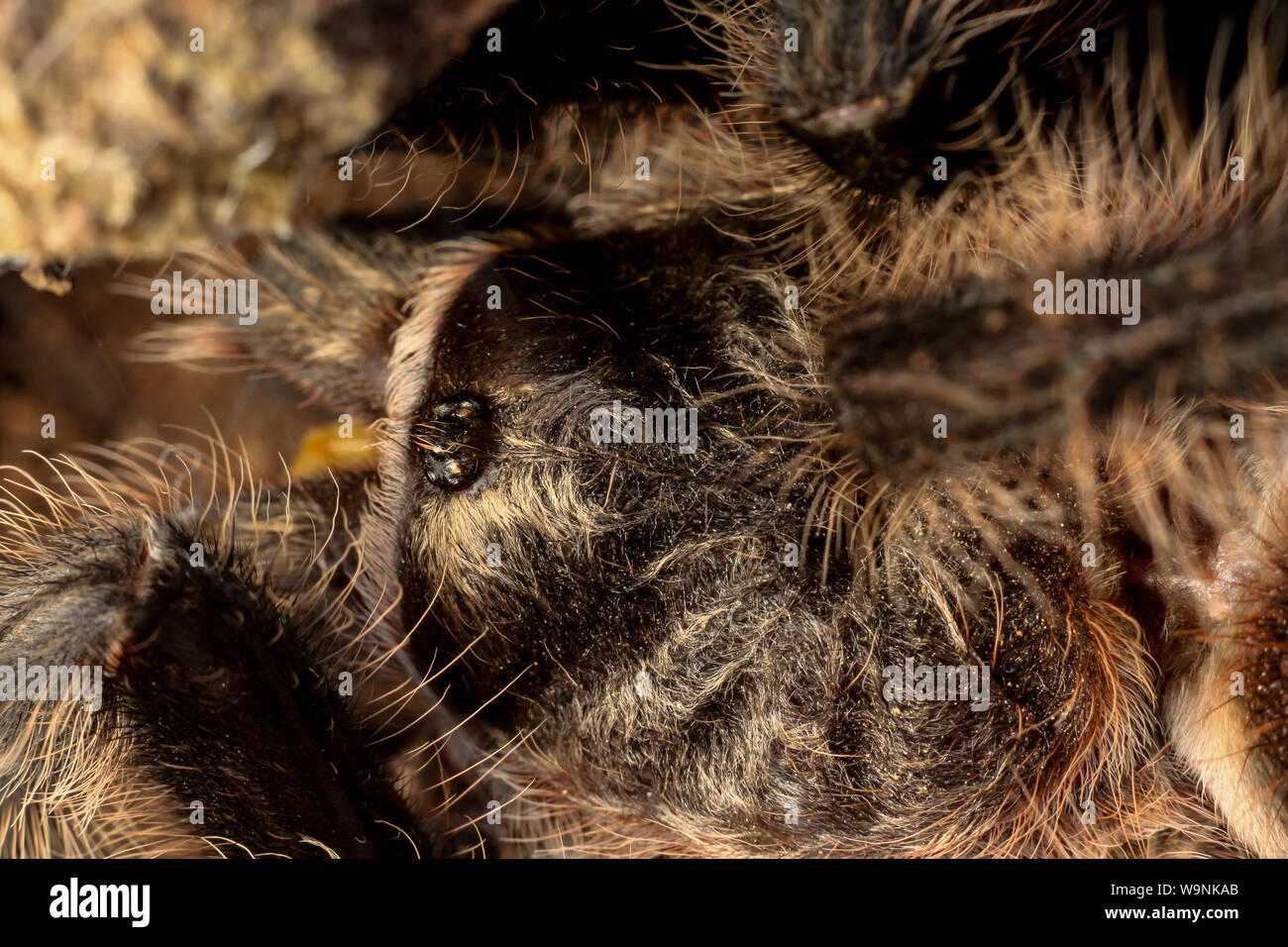 Close-up of a pet tarantula, brazilian Grammostola Stock Photo