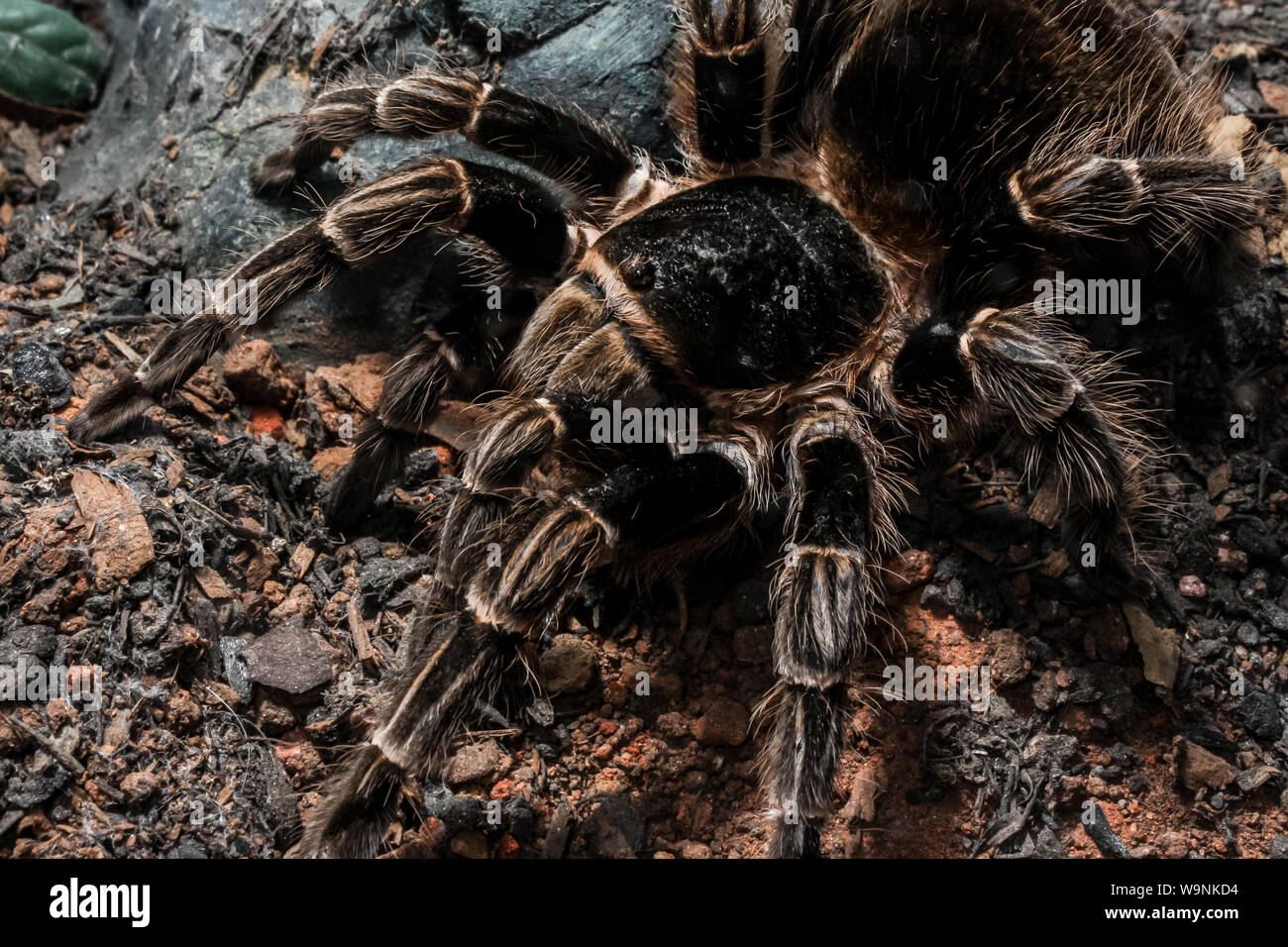 Close-up of a pet tarantula, brazilian Vitalius sorocabae Stock Photo