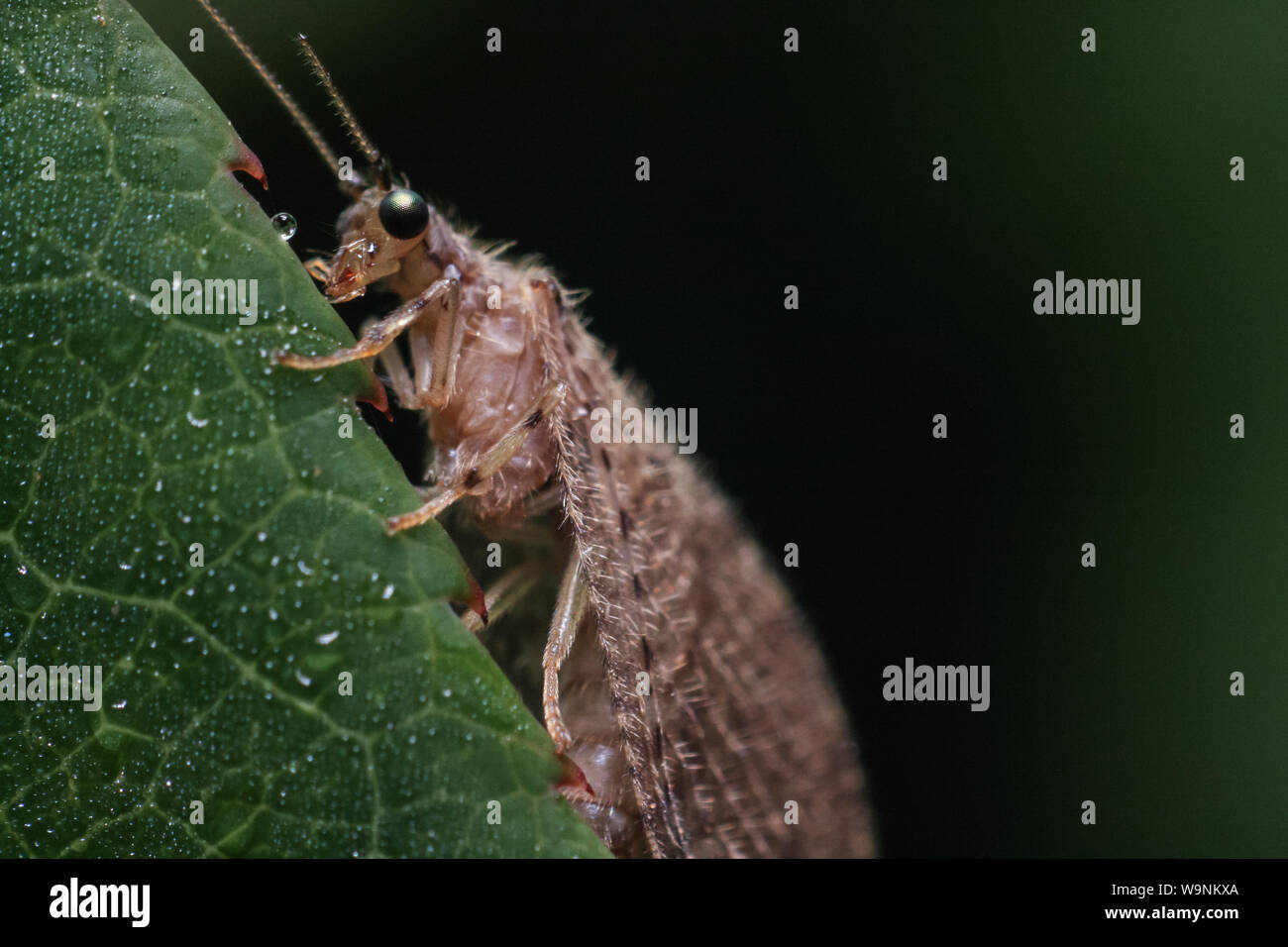 Lacewing insect on a leaf, from a tropical garden Stock Photo