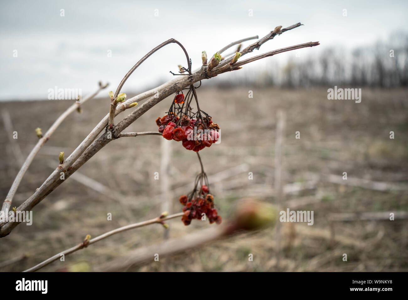 Branch of Guelder rose (Viburnum opulus ) with dried berry from last year and green kidneys on sunflower field in spring field Stock Photo