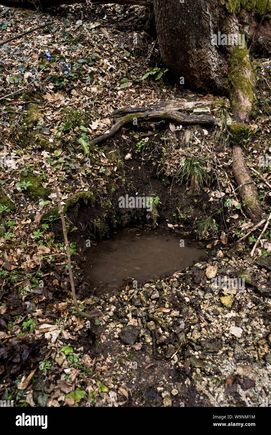 Woody ravine hires stock photography and images Alamy