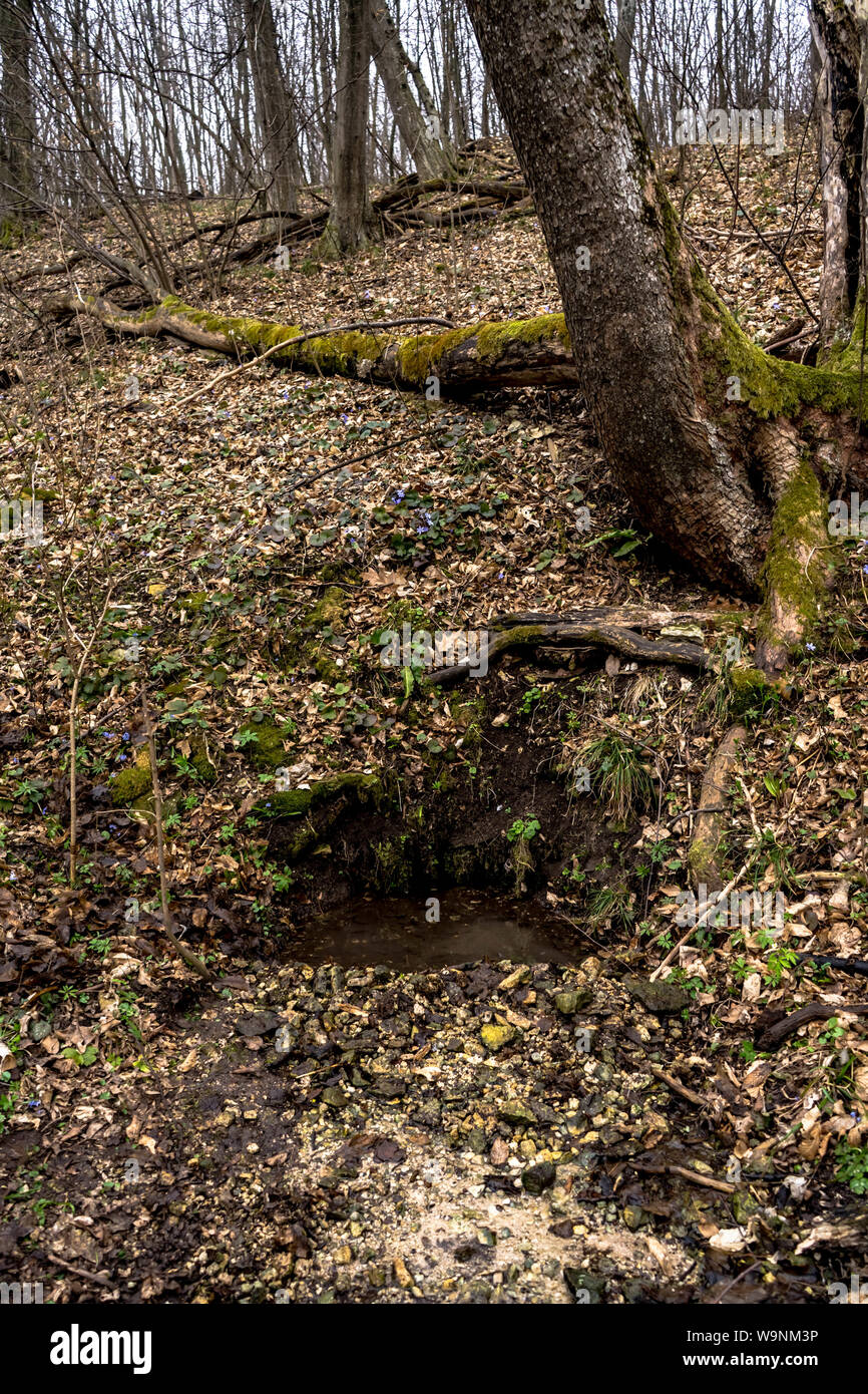 Natural underground spring water source in wild forest , western